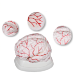 CEREBRO CON ARTERIAS EN 8 PZAS-MOD.TM308-IMPORTADO - Imagen 2