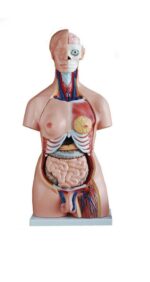 TORSO DE 85 CM. UNISEX DESARMABLE EN 40 PZAS. - MOD.TM208 -  IMPORTADO