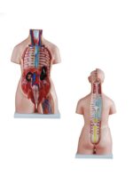 TORSO DE 85 CM. UNISEX DESARMABLE EN 40 PZAS. - MOD.TM208 -  IMPORTADO - Imagen 2